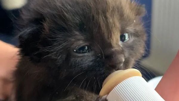 sick rescue kitten becomes queen of the house