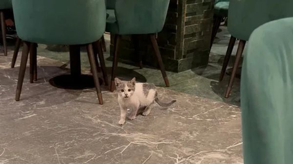 stray kitten finds home and the love of his life