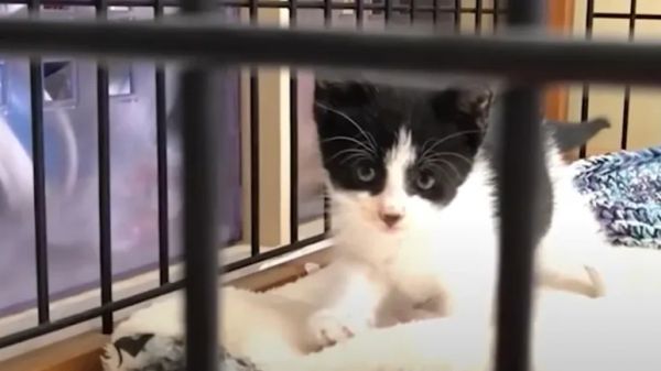 stray tiny kitten becomes best friends with huge dog