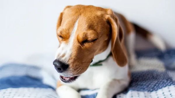 surprising reasons dog might be sneezing