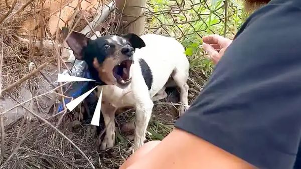traumatized dog learns to love again