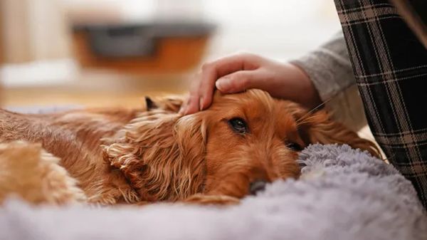 vestibular disease dogs