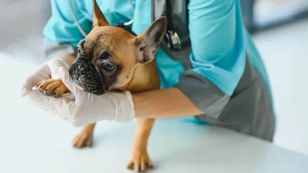 what is fibrocartilaginous embolism