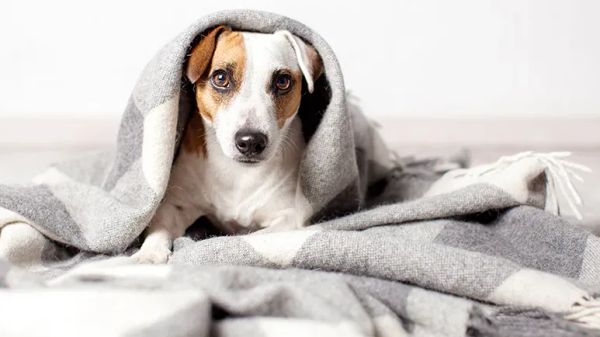 6 common dog behavior myths