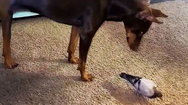 baby pigeon raised by dog learns to fly