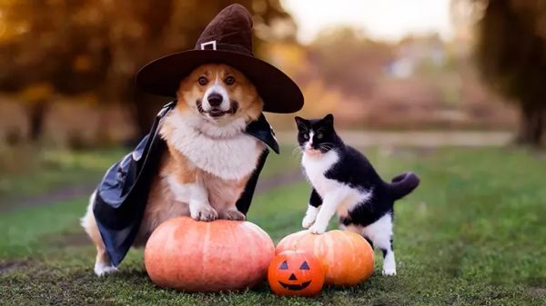 can pets eat pumpkin