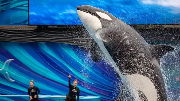 captive killer whales