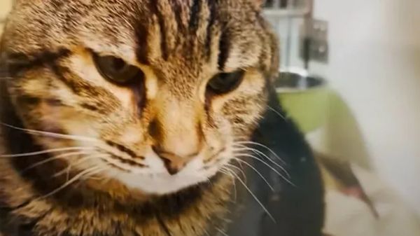 cat dumped in park rescued by hiker