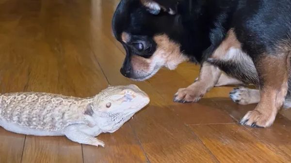 chihuahua adopts lizard as her baby
