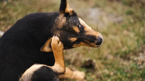 chronic itching in dogs
