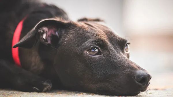 dog myths deserve debunking