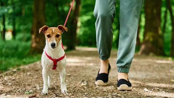 dog park safety tips