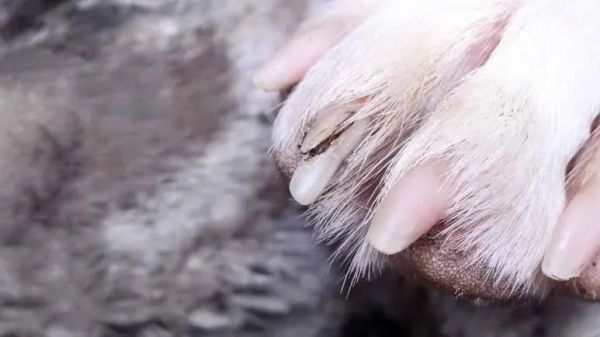 from zoomies to ouchies split nails explained