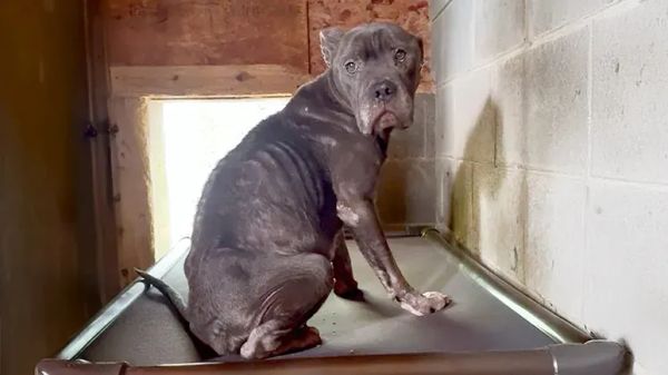 golden retriever donates blood to save hope