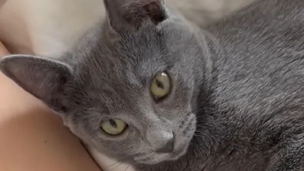 hissing kitten finds comfort in a purrito