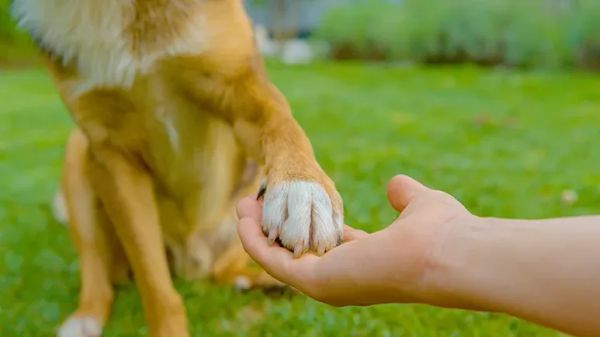 interdigital furunculosis