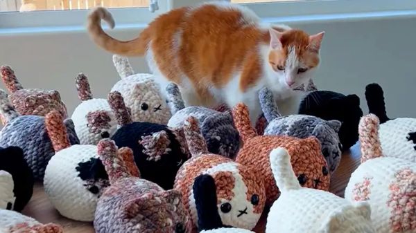 nervous cat joins mom as her sweet crochet assistant