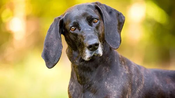 optimists pessimists dogs