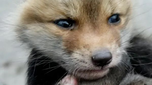 orphaned baby foxes meet and cant stop playing