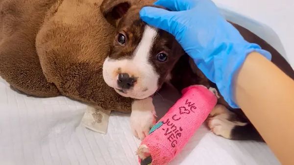 puppy found with mouth sealed shut finds love