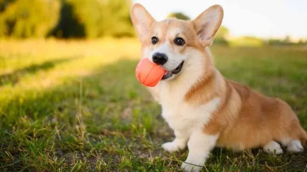 safe play starts with clean toys