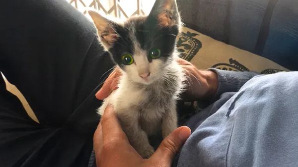 stray kitten grows up and finds his forever family