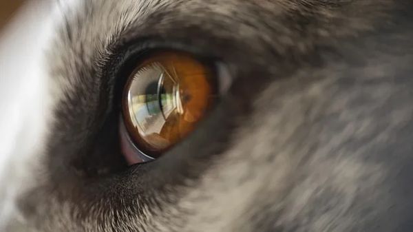 visual impairment in cats and dogs