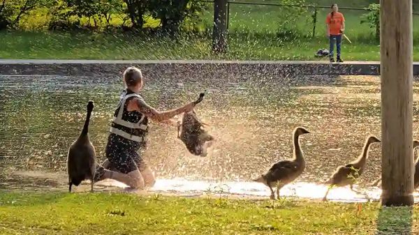 brave woman frees injured goose from fishing line