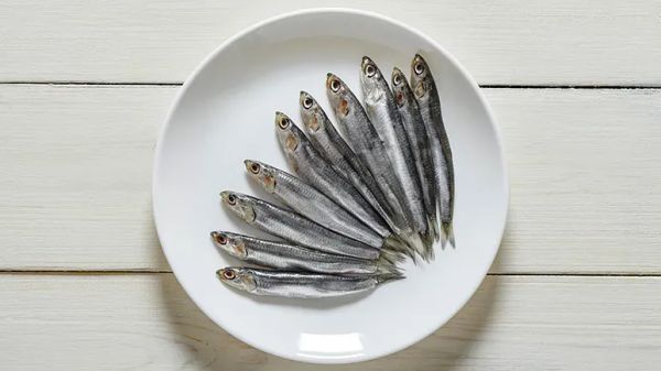 can you feed anchovies to your pet