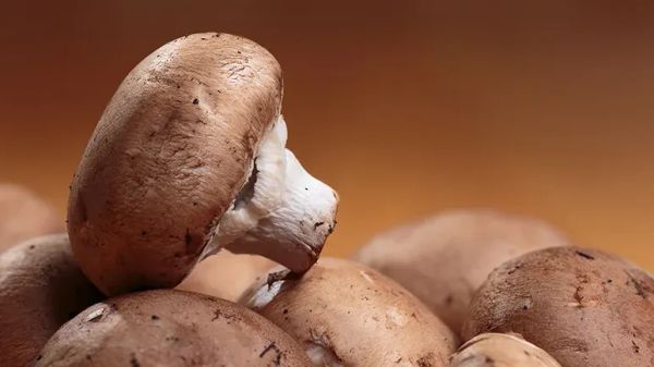 can you feed portobello mushroom to your pets