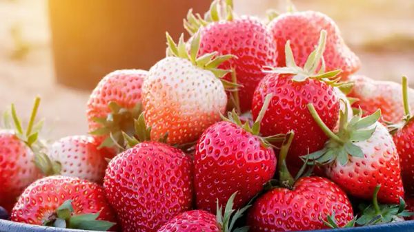 can you feed strawberries to your pets