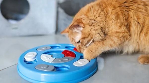 cat food puzzle benefits