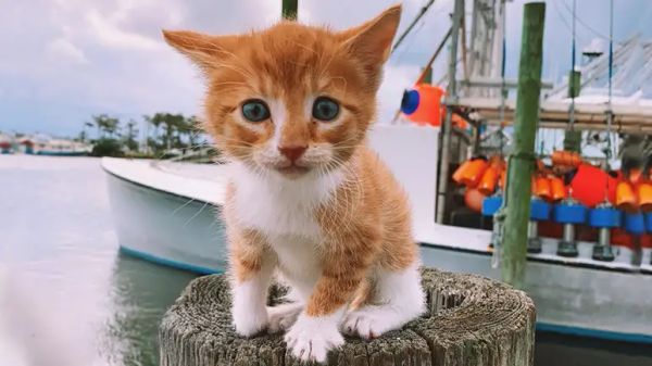 cat raised by dogs cant wait to hit the waves