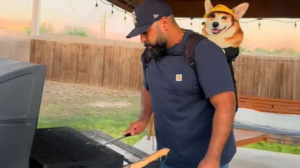 corgi demands to supervise dads grilling