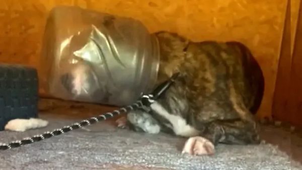 dog stuck in jug for a week finally gets rescued