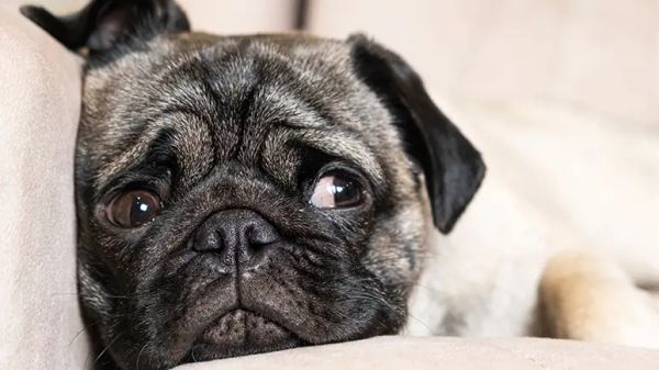 encephalitis when pups wiggles turn to worries