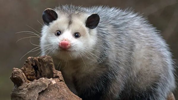 facts about opossum
