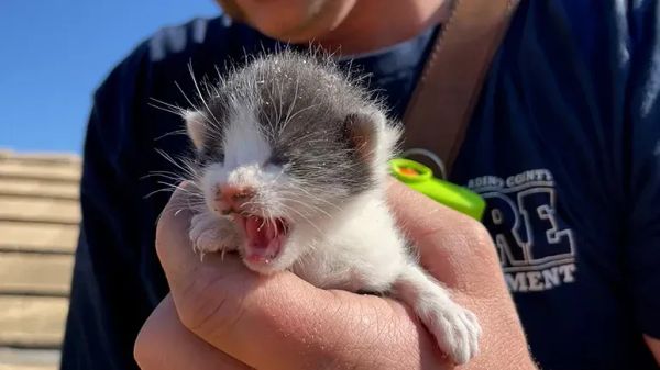 firefighters cut through roof to save kittens