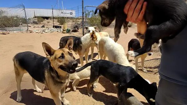 grieving mama dog learns to love again