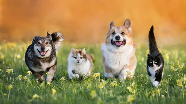 hidden role detox pet healing