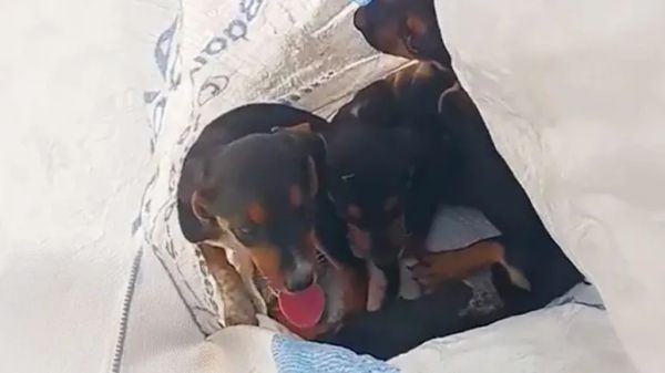 left in a bag saved just in time