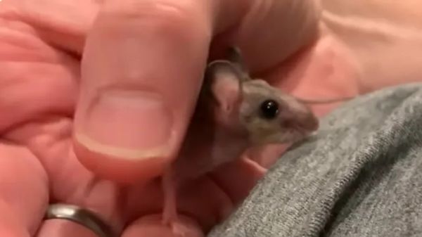 man nurses tiny baby mouse back to life
