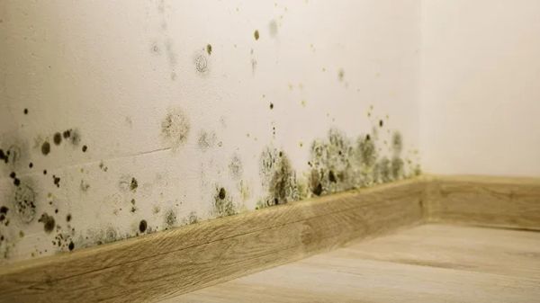 mold dangers for pets