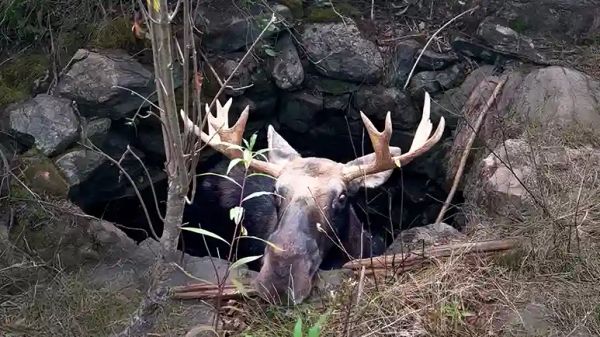 moose falls into well and gets a miraculous rescue