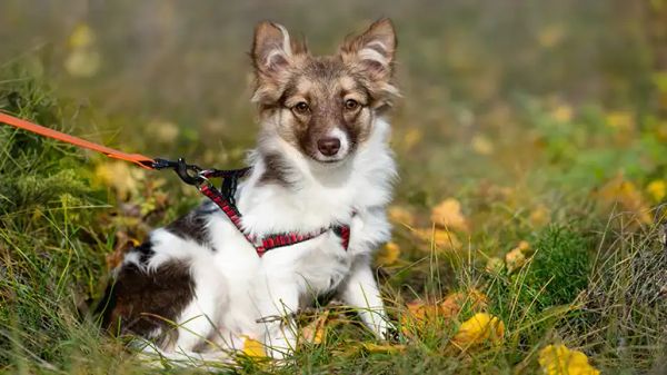 obesity related pet diseases