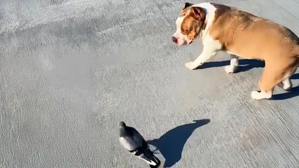 pigeon and pit bull are inseparable best friends