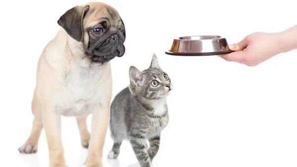 prescription pet food