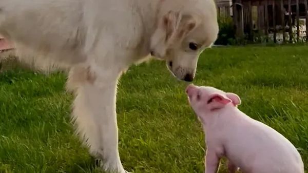 rescue dog adopts piglet who fell off a truck