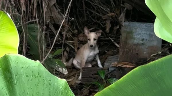 rescuers save tiny three legged jungle puppy