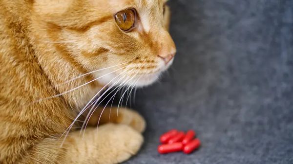 serotonin syndrome cats